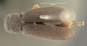 Media type: image;   Entomology 7417 Aspect: habitus dorsal view